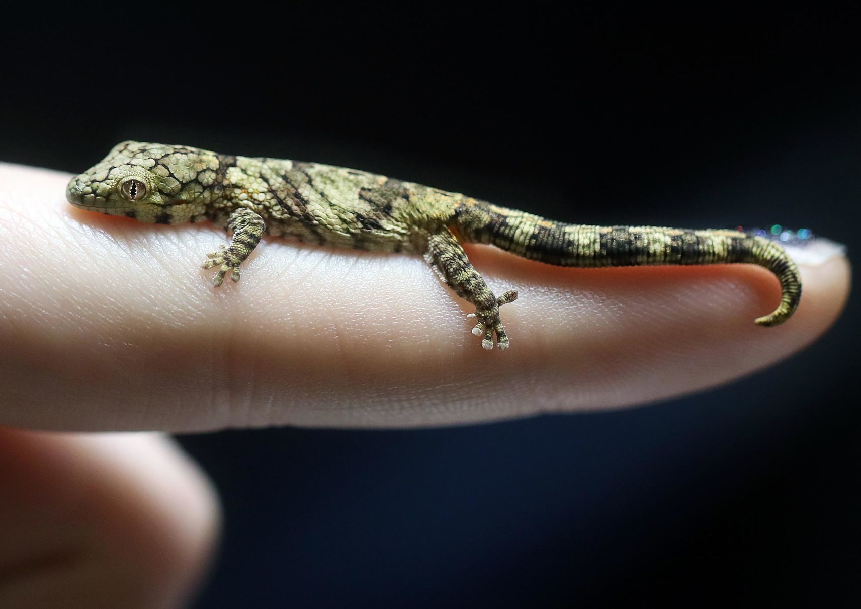 200113_REPTILE02